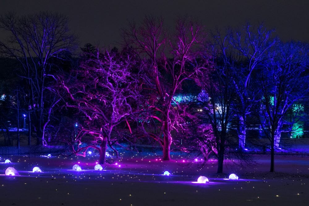Morton Arboretum presents ILLUMINATION TREE LIGHTS—Preview